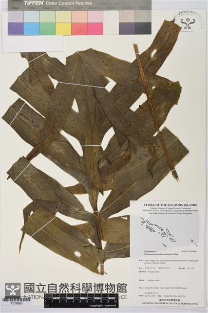 膜葉星蕨藏品圖，第1張