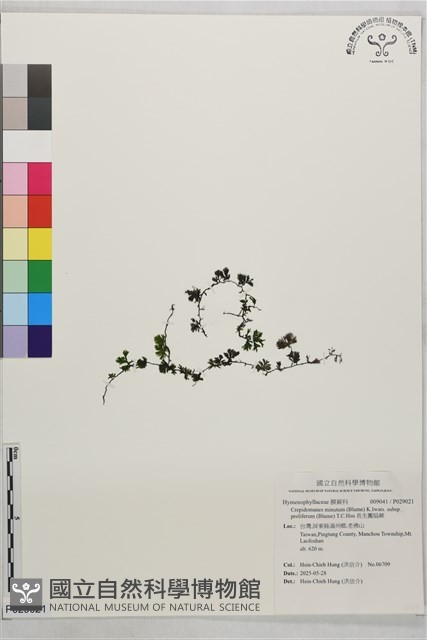 長生團扇蕨藏品圖，第1張