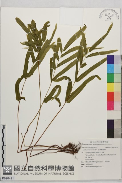箭葉鱗始蕨藏品圖，第1張