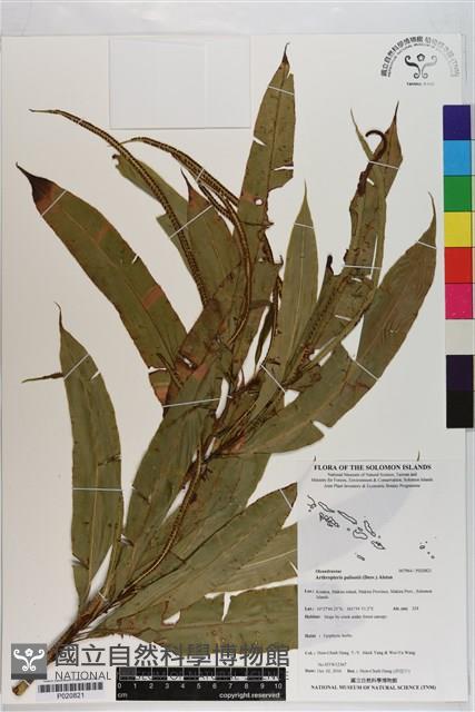 藤蕨藏品圖，第1張