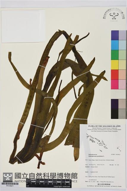 帶狀瓶爾小草藏品圖，第1張