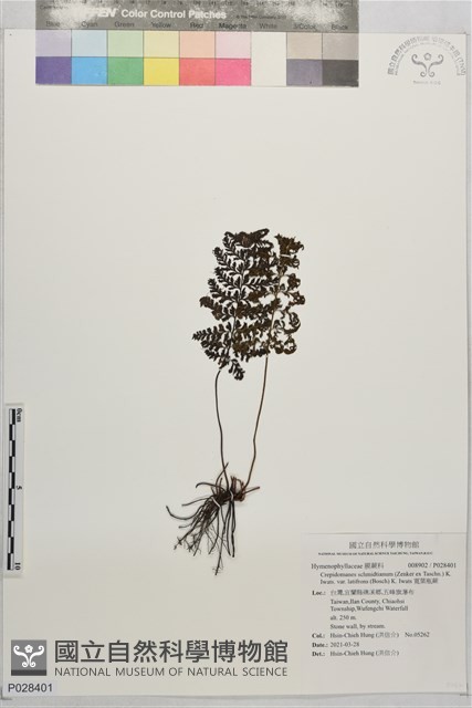寬葉瓶蕨藏品圖，第1張