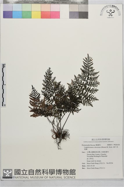 線片長筒蕨藏品圖，第1張