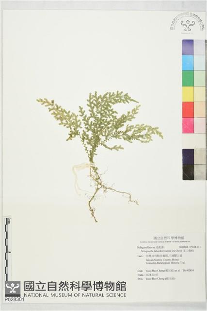 玉山卷柏藏品圖，第1張