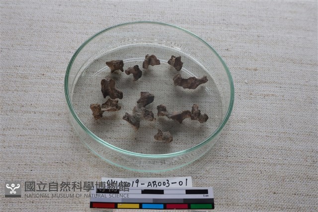 家犬藏品圖，第1張