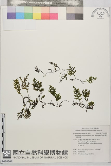 圓唇假脈蕨藏品圖，第1張
