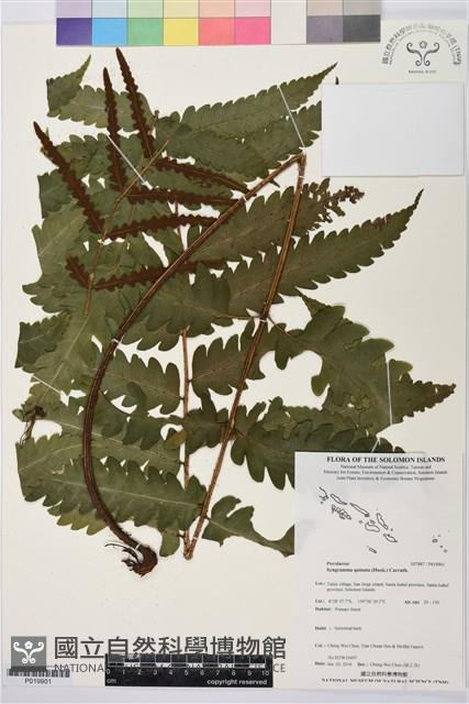 登錄號:P019901藏品圖，第1張