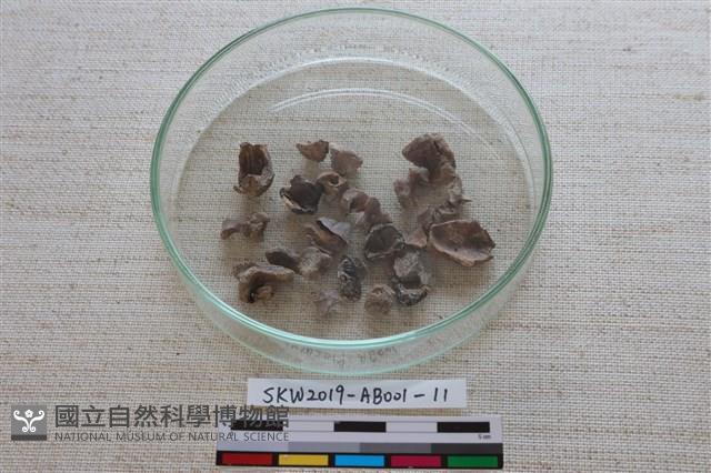 家犬藏品圖，第1張