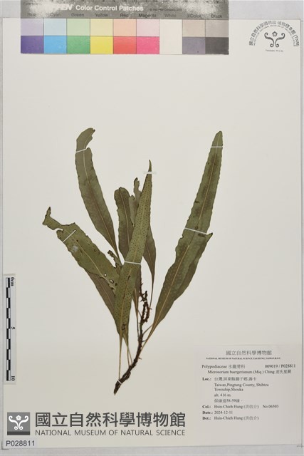 波氏星蕨藏品圖，第1張