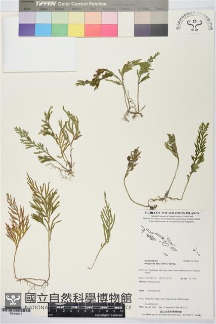 登錄號:P019911藏品圖，第1張