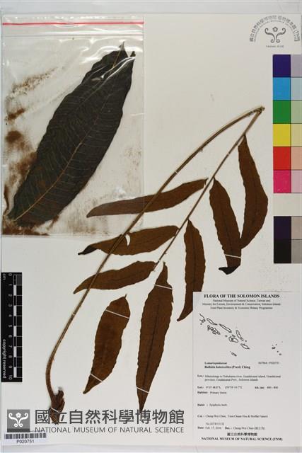 Accession Number:P020751 Collection Image