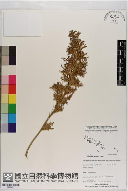 過山龍藏品圖，第1張