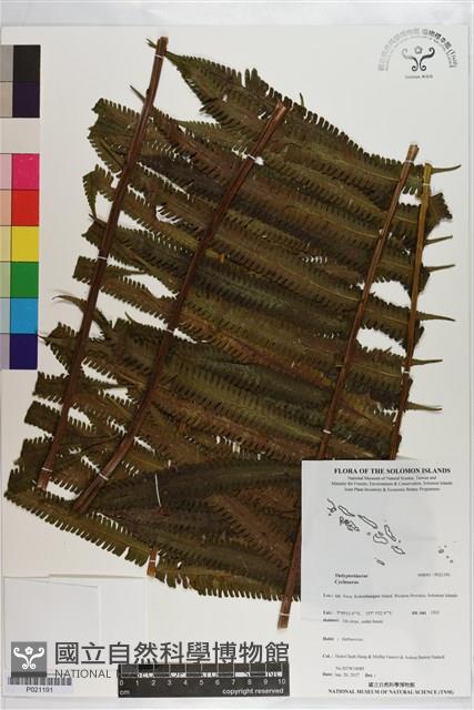 登錄號:P021191藏品圖，第1張