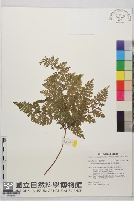 海州骨碎補藏品圖，第1張