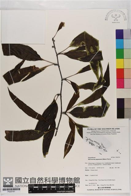 登錄號:P020791藏品圖，第1張