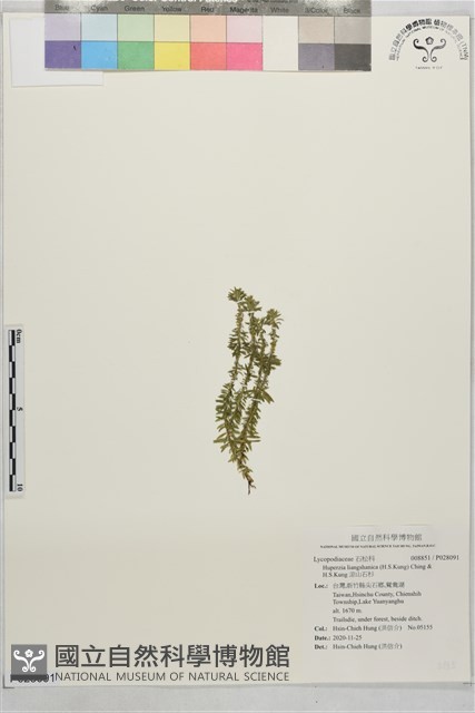 涼山石杉藏品圖，第1張