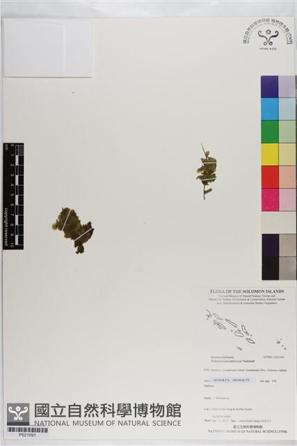 盾形單葉假脈蕨藏品圖，第1張