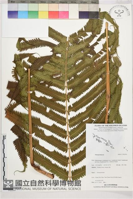 登錄號:P022591藏品圖，第1張