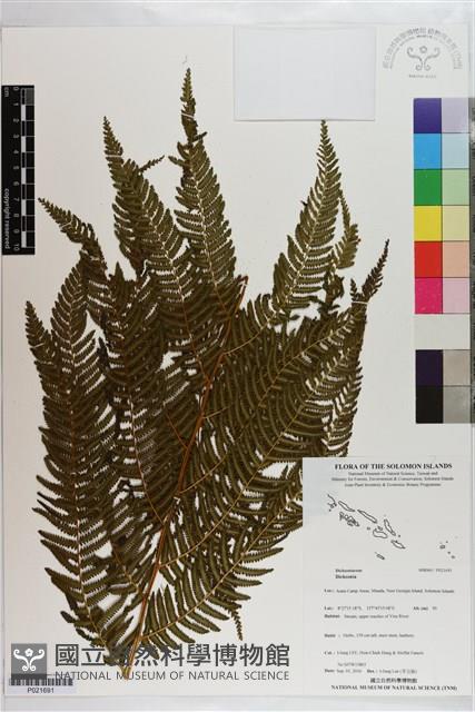 登錄號:P021691藏品圖，第1張