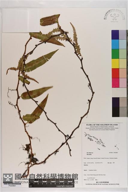 登錄號:P020891藏品圖，第1張