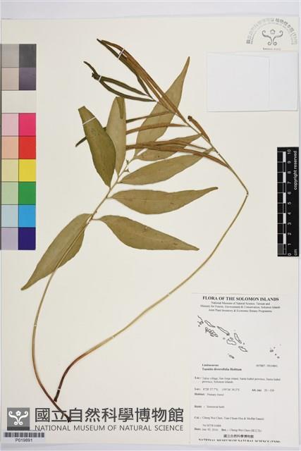 登錄號:P019891藏品圖，第1張