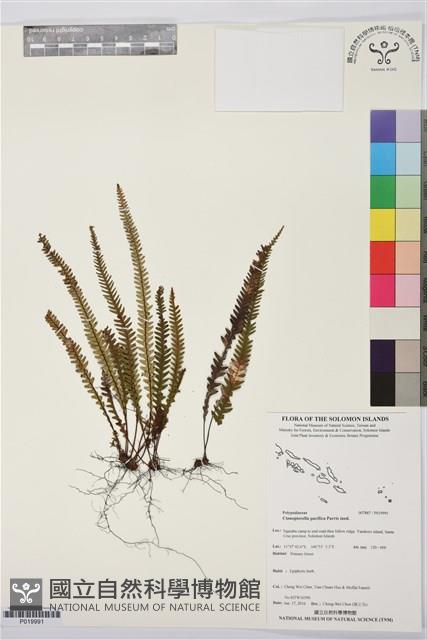 登錄號:P019991藏品圖，第1張