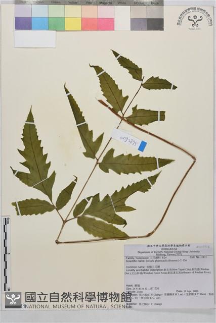 蛇脈三叉蕨藏品圖，第1張