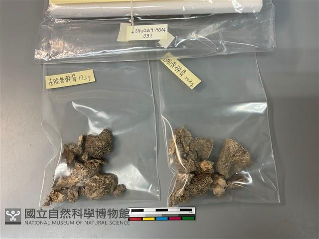 人骨藏品圖，第1張