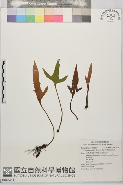 松田氏石葦藏品圖，第1張