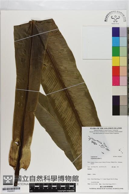 臺灣山蘇花藏品圖，第1張