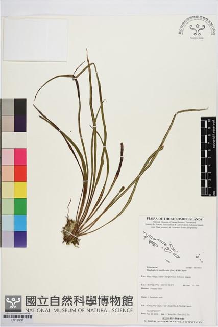 劍葉書帶蕨藏品圖，第1張