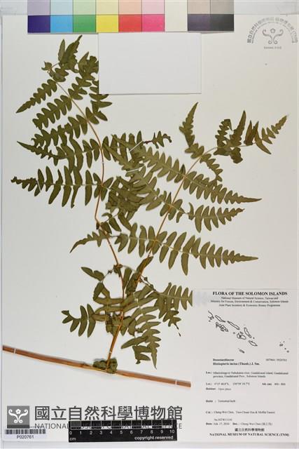 栗蕨藏品圖，第1張