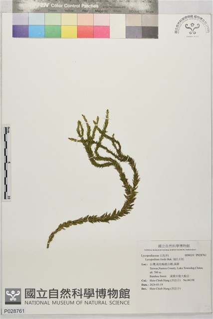 福氏石松藏品圖，第1張