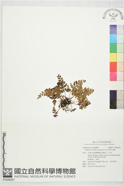 闊片烏蕨藏品圖，第1張