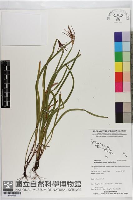 莎草蕨藏品圖，第1張