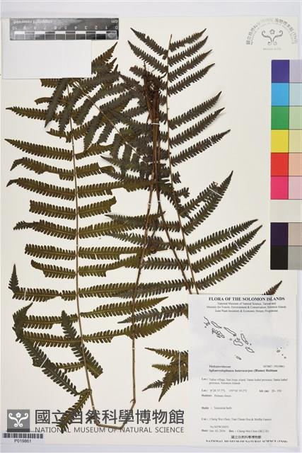 登錄號:P019861藏品圖，第1張