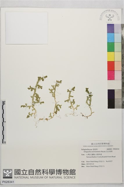 玉山卷柏藏品圖，第1張