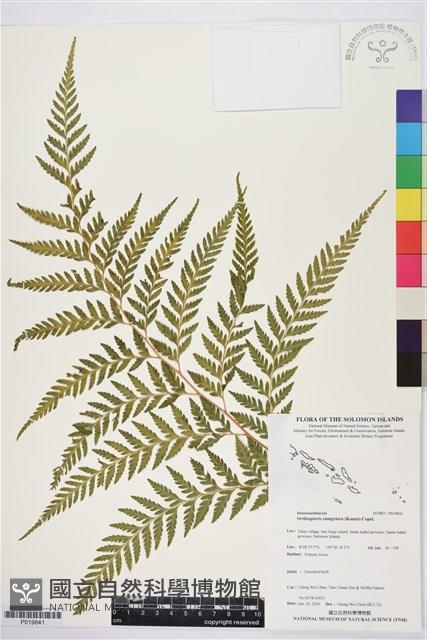 登錄號:P019841藏品圖，第1張