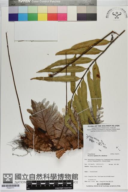 登錄號:P020771藏品圖，第1張