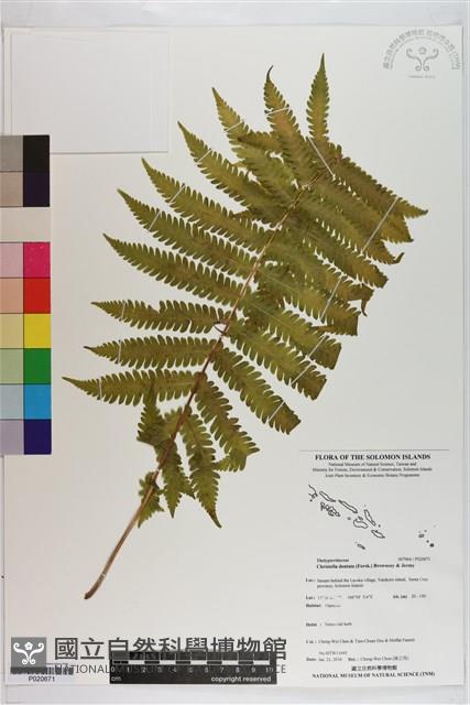 野小毛蕨藏品圖，第1張