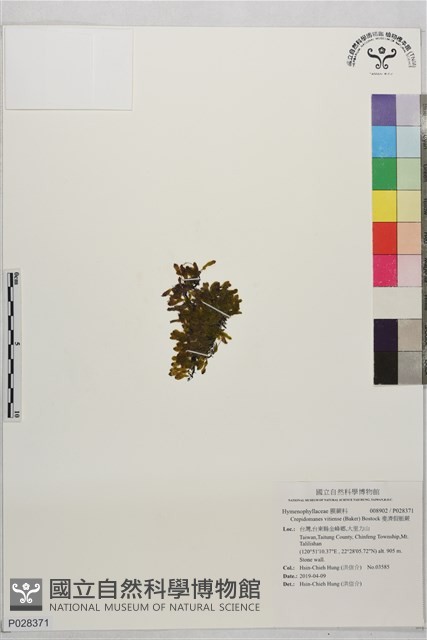 斐濟假脈蕨藏品圖，第1張