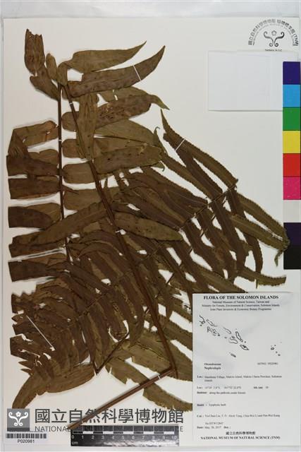 登錄號:P020981藏品圖，第1張