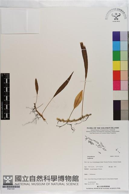 登錄號:P021181藏品圖，第1張