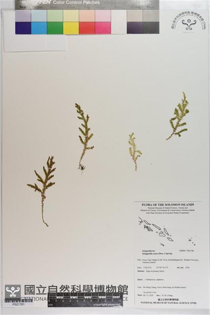 登錄號:P021781藏品圖，第1張