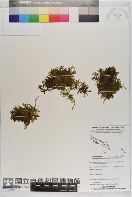 登錄號:P020681藏品圖，第1張