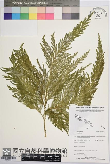 登錄號:P019981藏品圖，第1張