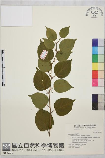 亞洲濱棗藏品圖，第2張