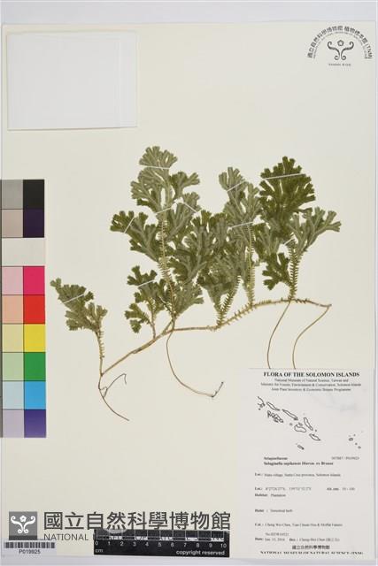 登錄號:P019925藏品圖，第1張