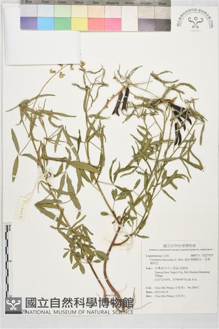 披針葉豬屎豆、長葉豬屎豆藏品圖，第1張