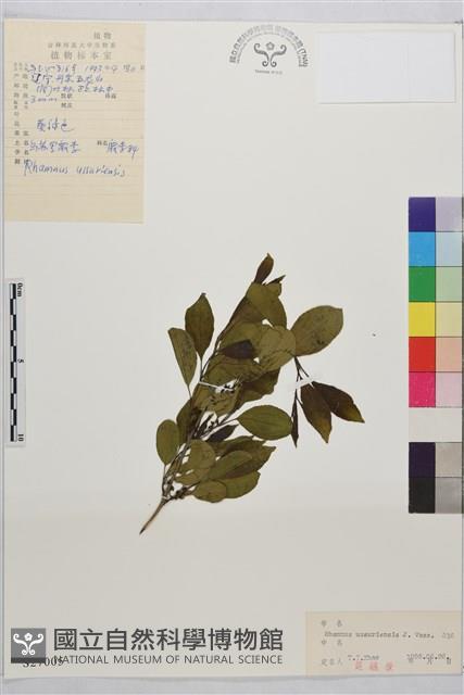 烏蘇里鼠李藏品圖，第1張